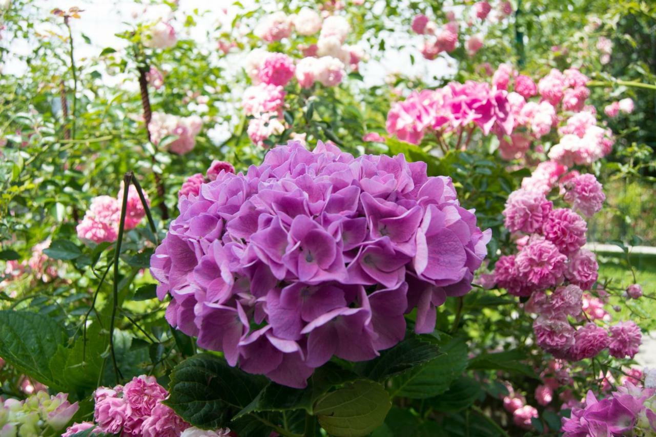Giardino Delle Ortensie Cannobio Dış mekan fotoğraf